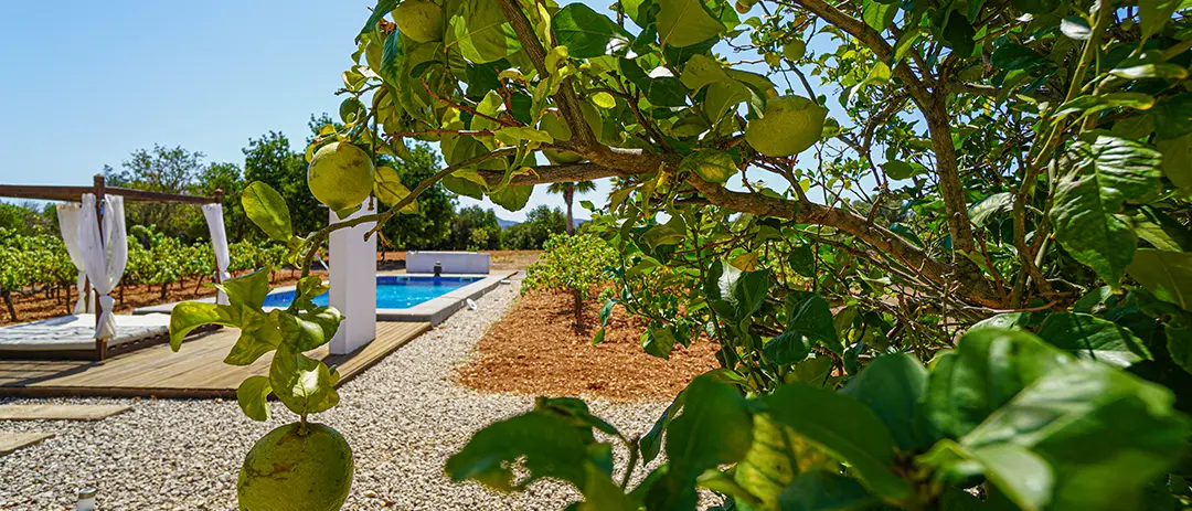 Mediterranean garden with lemon and orange trees